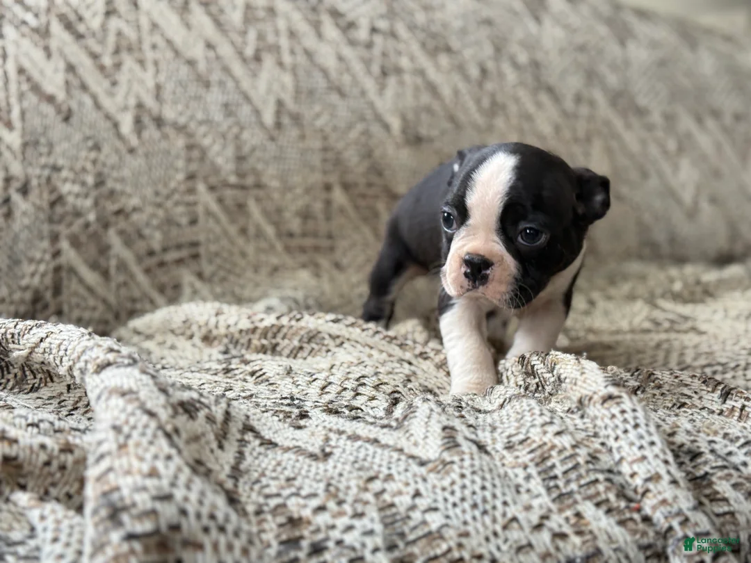 Boston Terrier dogs for sale: Travis - Ad 3