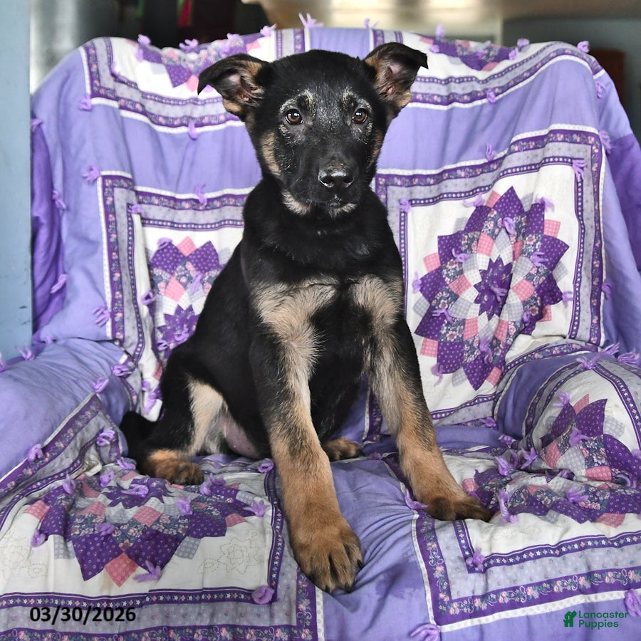 German Shepherd dogs Teresa - Ad 2