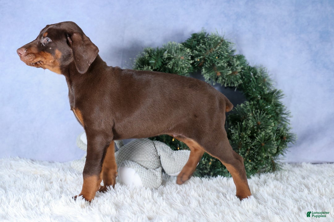 Doberman Pinscher dogs for sale: TYSON - Ad 5