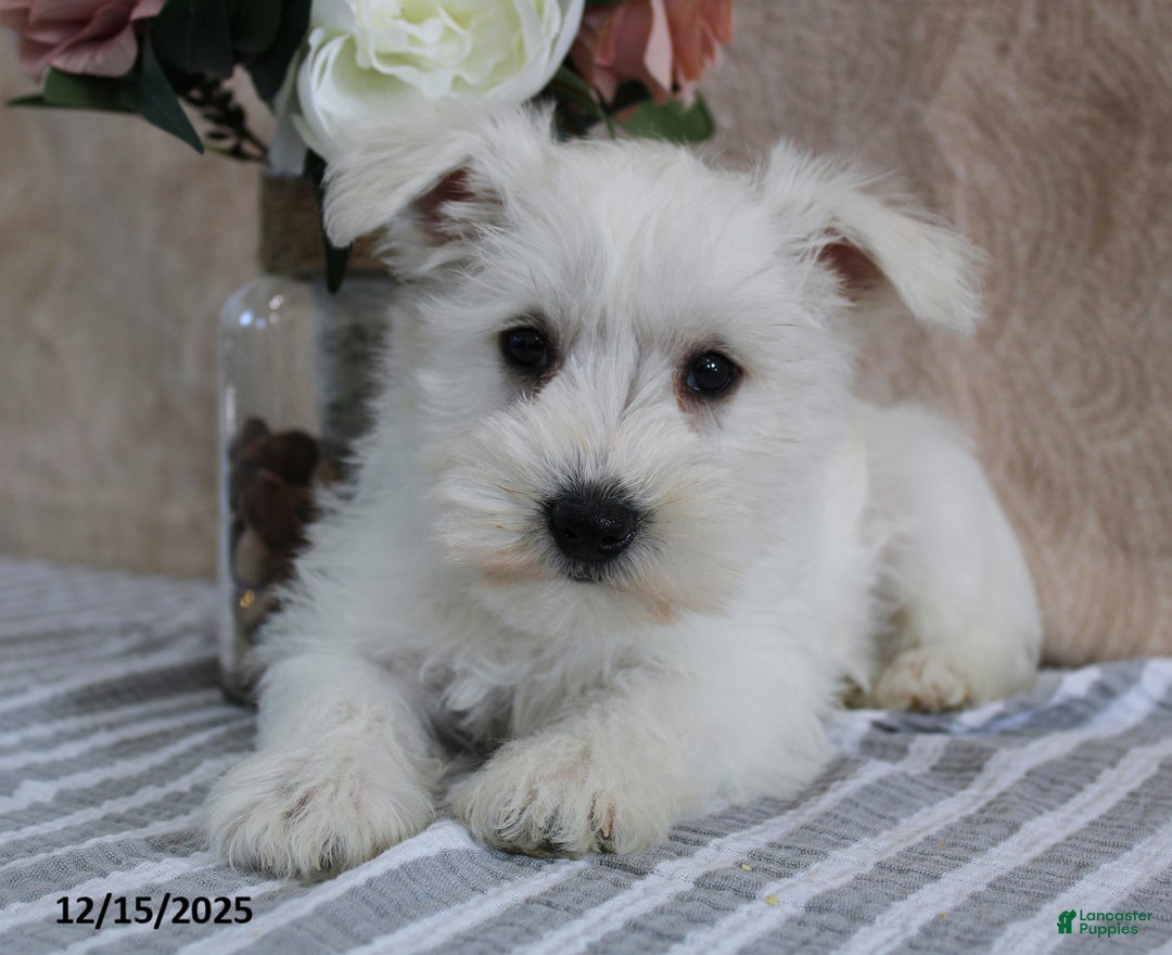 Miniature Schnauzer dogs for sale: Penn - Ad 4