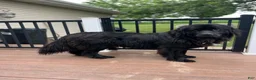 Mixed Breed dogs for sale: Midnight  - Ad 7