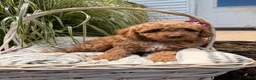 Mini Goldendoodle dogs for sale: Betzy - Ad 1