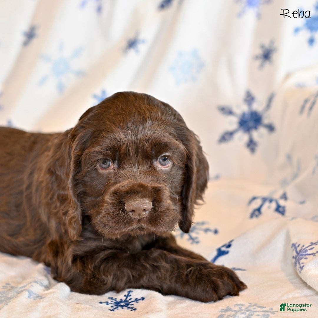 Cocker Spaniel dogs for sale: Reba - Ad 2