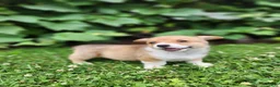 Welsh Corgi Pembroke dogs for sale: Aaron - Ad 8