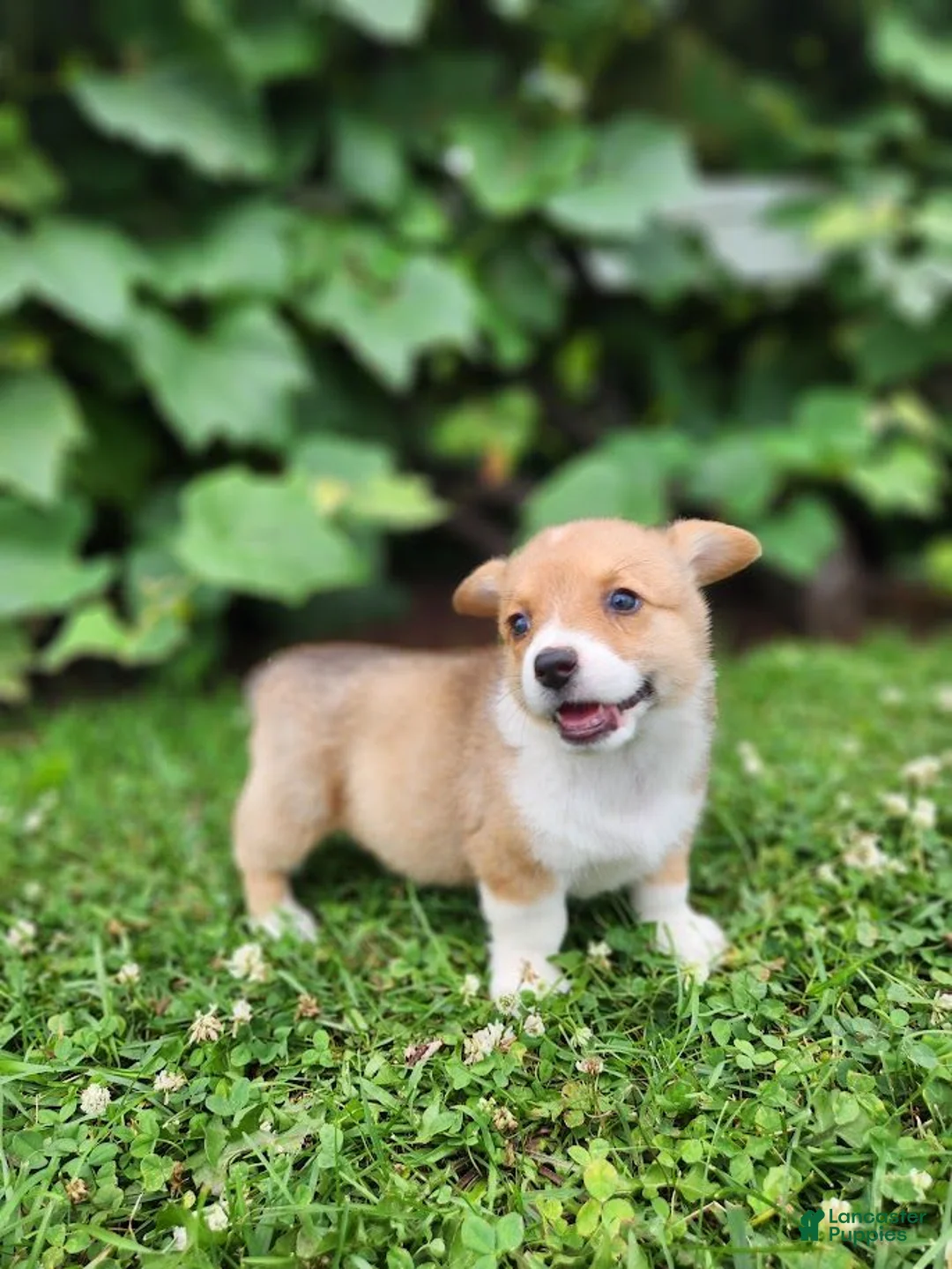 Welsh Corgi Pembroke dogs for sale: Aaron - Ad 8