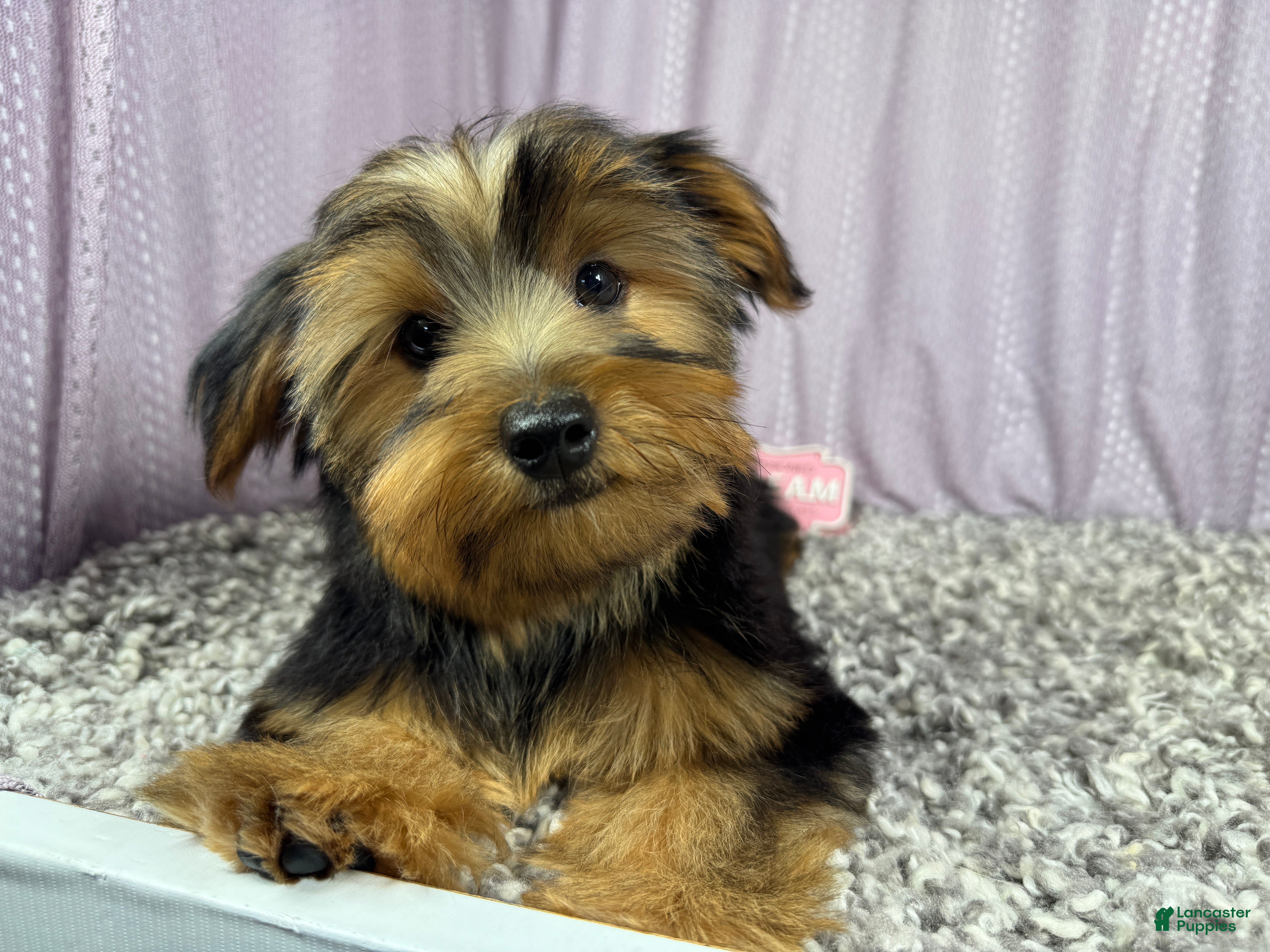 Yorkshire Terrier dogs Yorkshire Terrier 2 - Ad 26