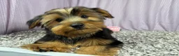 Yorkshire Terrier dogs for sale: Yorkshire Terrier 2 - Ad 1