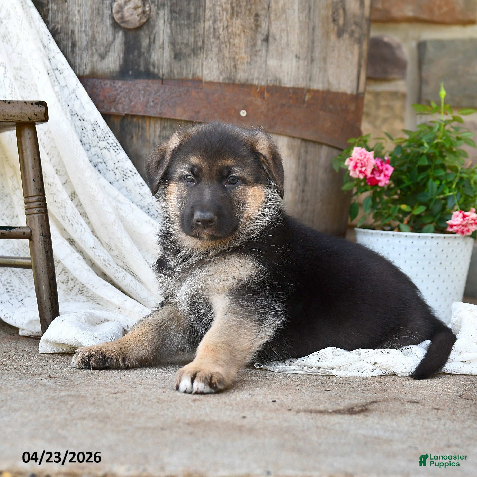 German Shepherd dogs Copper - Ad 2