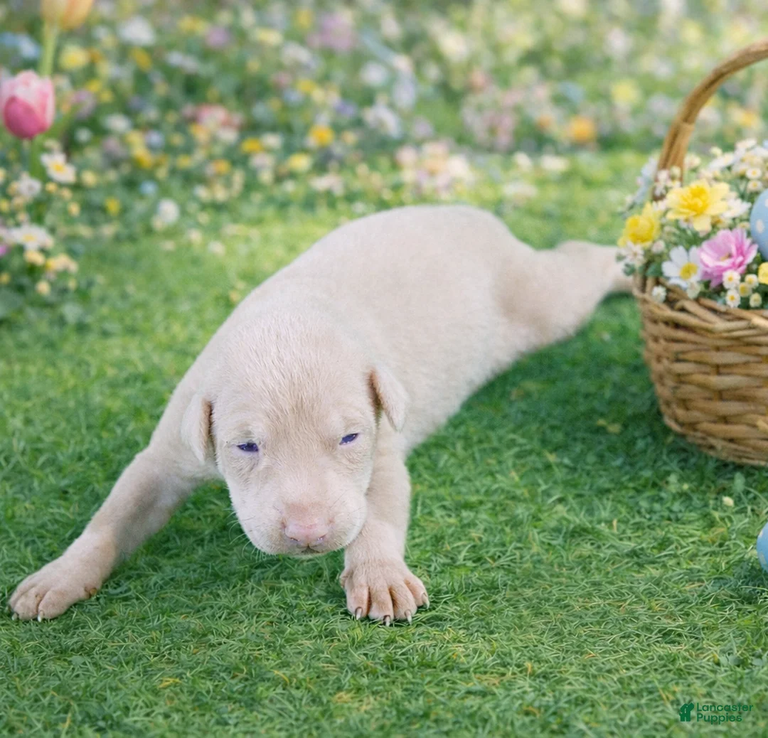 Doberman Pinscher dogs for sale: Winter - Ad 1