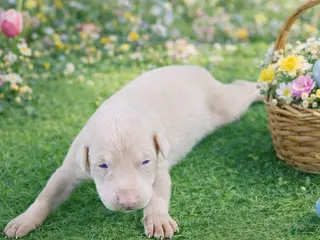 Doberman Pinscher dogs Winter - Ad 8