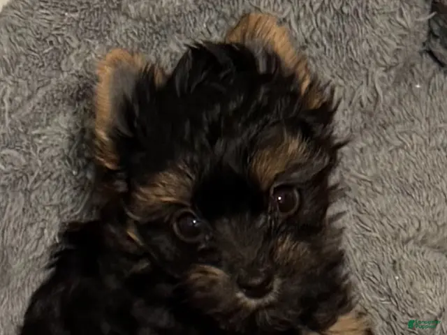Yorkshire Terrier dogs Yorkshire Terrier 2 Girl - Ad 1