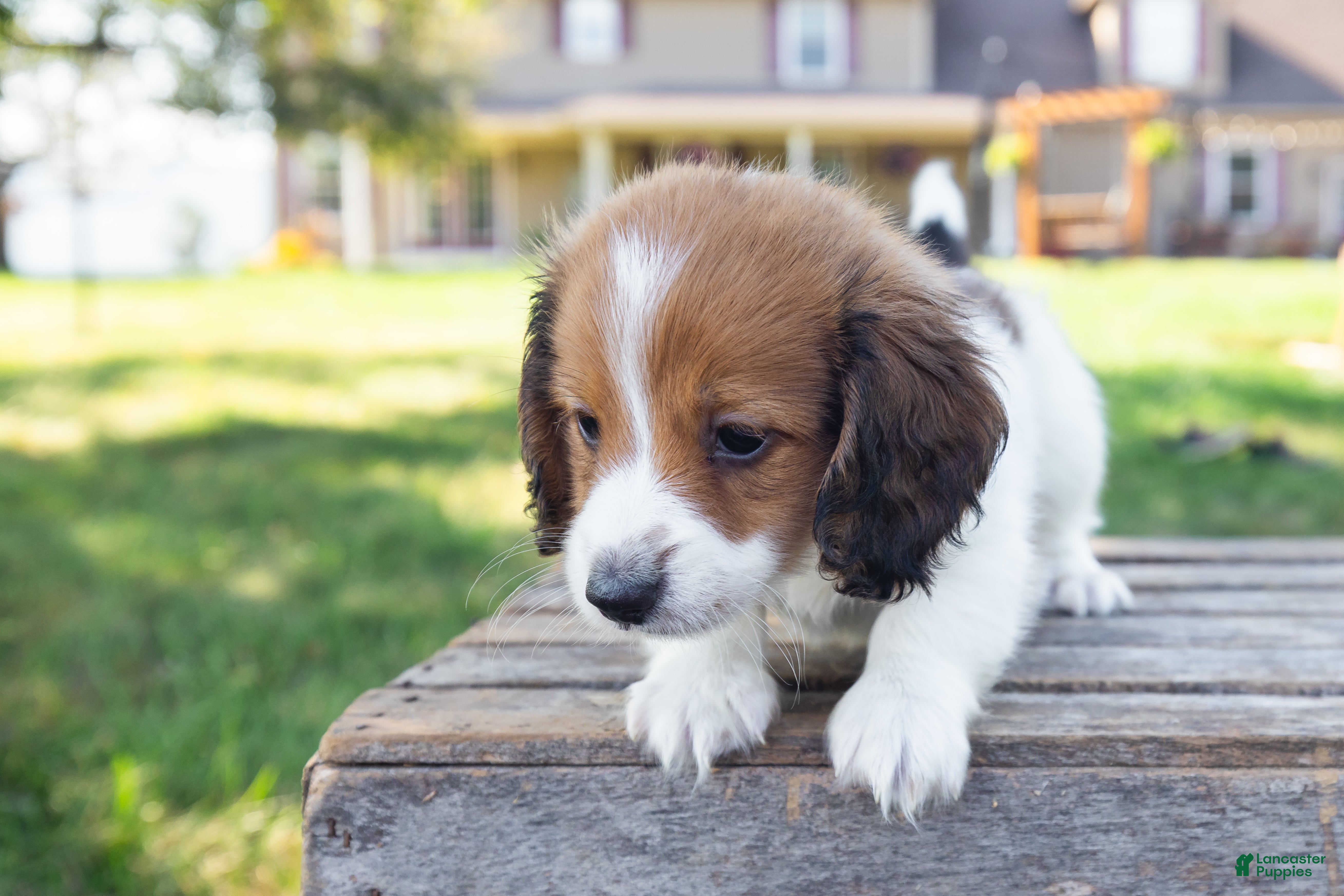 Miniature Dachshund dogs Hobbes - Ad 2