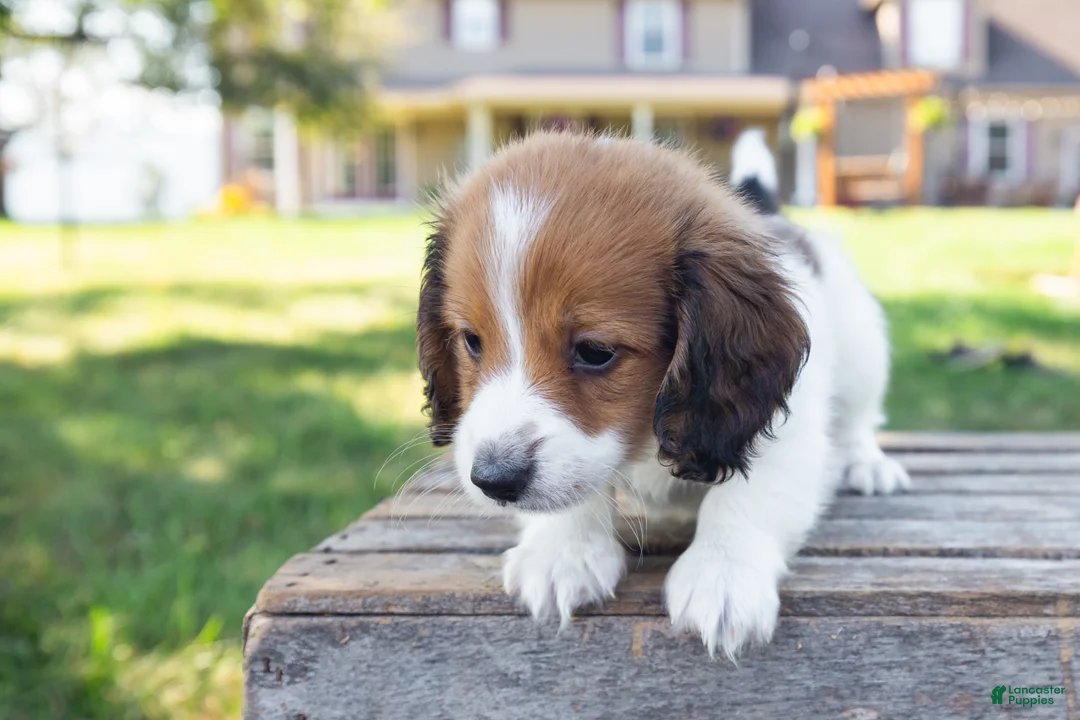 Miniature Dachshund dogs for sale: Hobbes - Ad 2