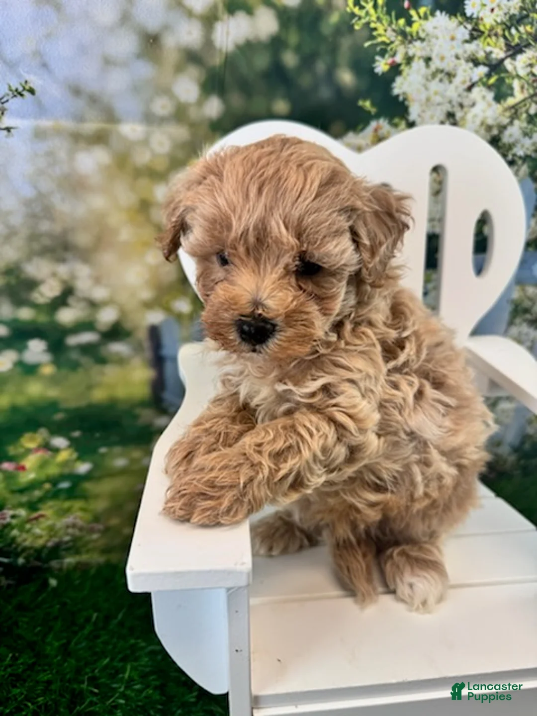 Maltipoo dogs for sale: Bucky - Ad 2