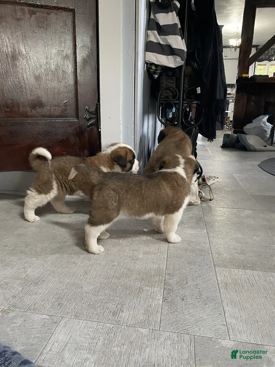 Saint Bernard dogs for sale: WILLOW - Ad 4