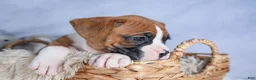 Boxer dogs for sale: Sawyer - Ad 13