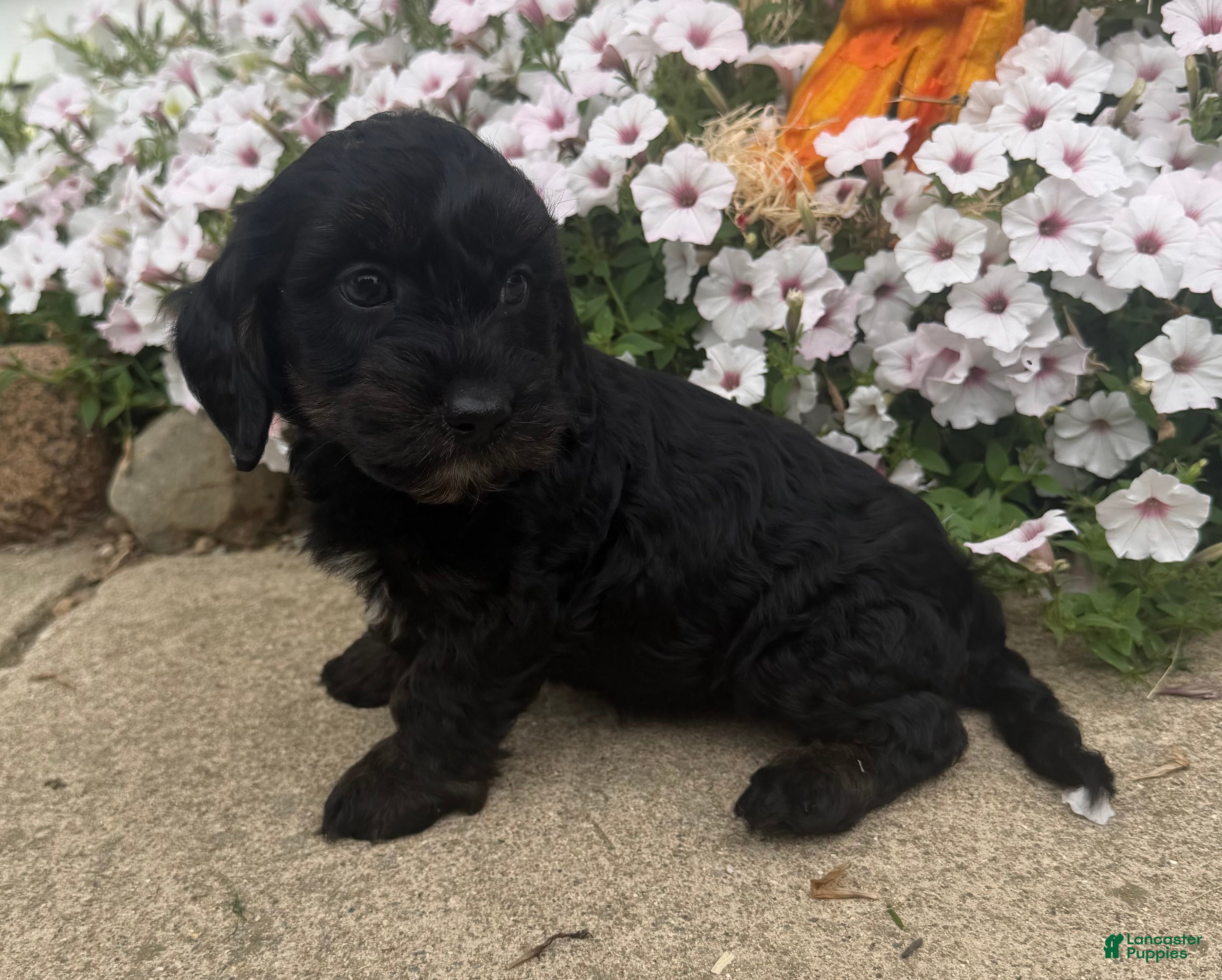 Mixed Breed dogs Benny - Ad 2