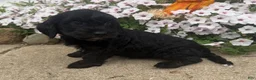 Mixed Breed dogs for sale: Benny - Ad 2