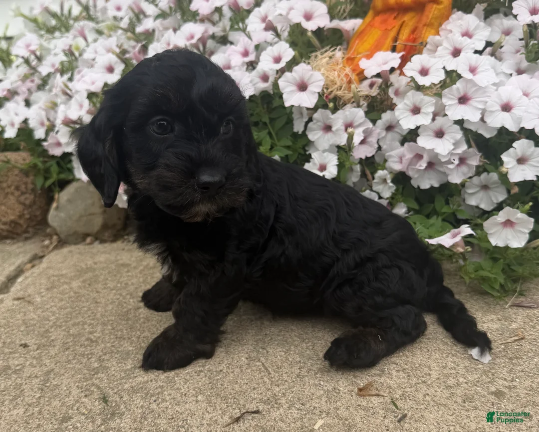 Mixed Breed dogs for sale: Benny - Ad 2