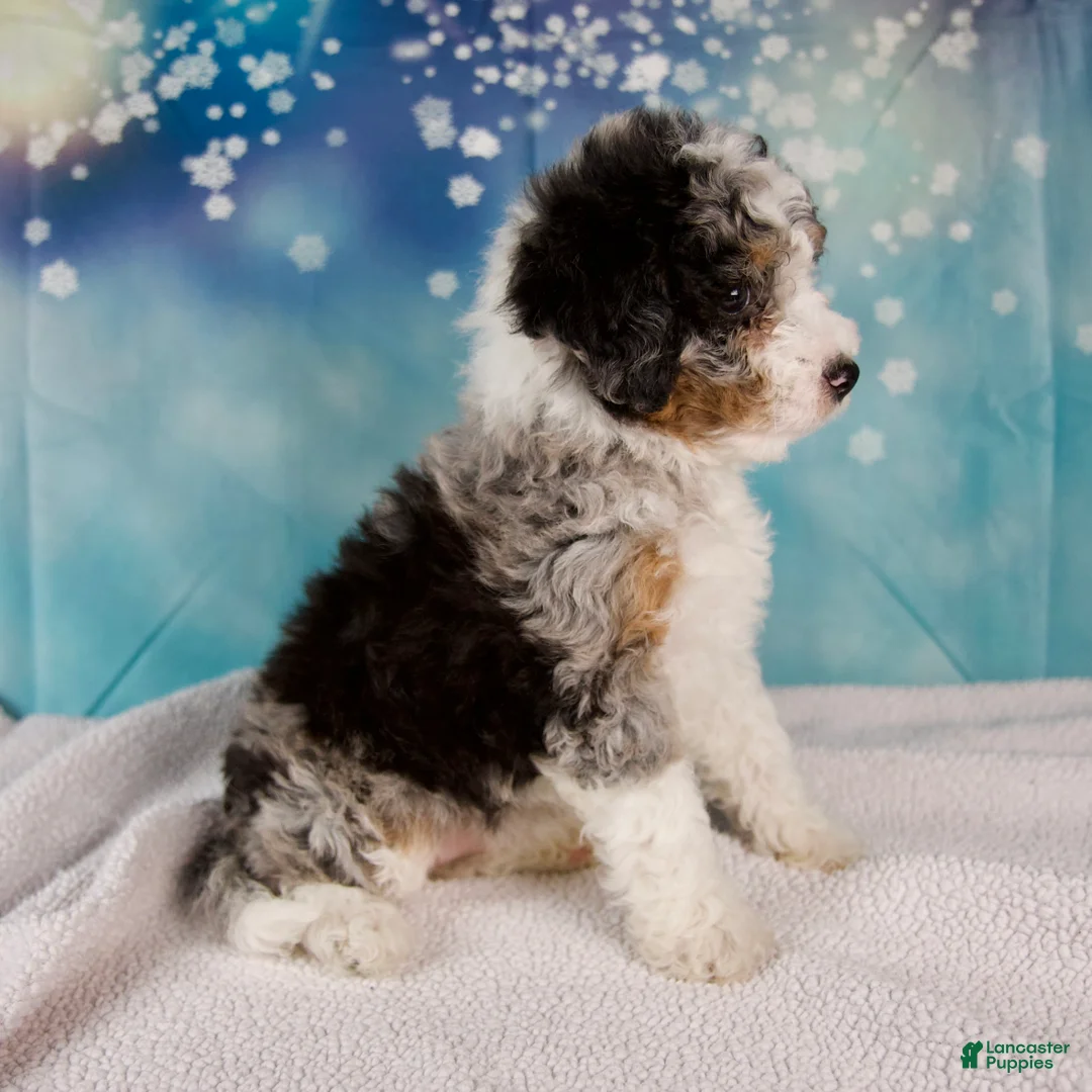 Mini Bernedoodle dogs for sale: Cheryl - Ad 7