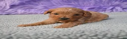 Cavapoo dogs for sale: Cavapoo 6 - Ad 21
