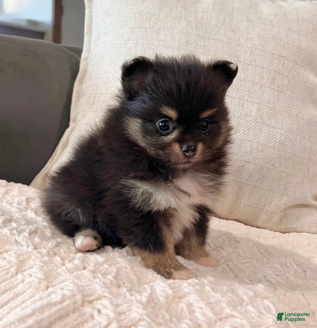 Pomeranian dogs for sale: Minnie - Ad 1