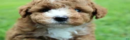 Miniature Poodle dogs for sale: AKC Blaze - Ad 10