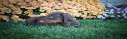 Doberman Pinscher dogs for sale: MASTER - Ad 16