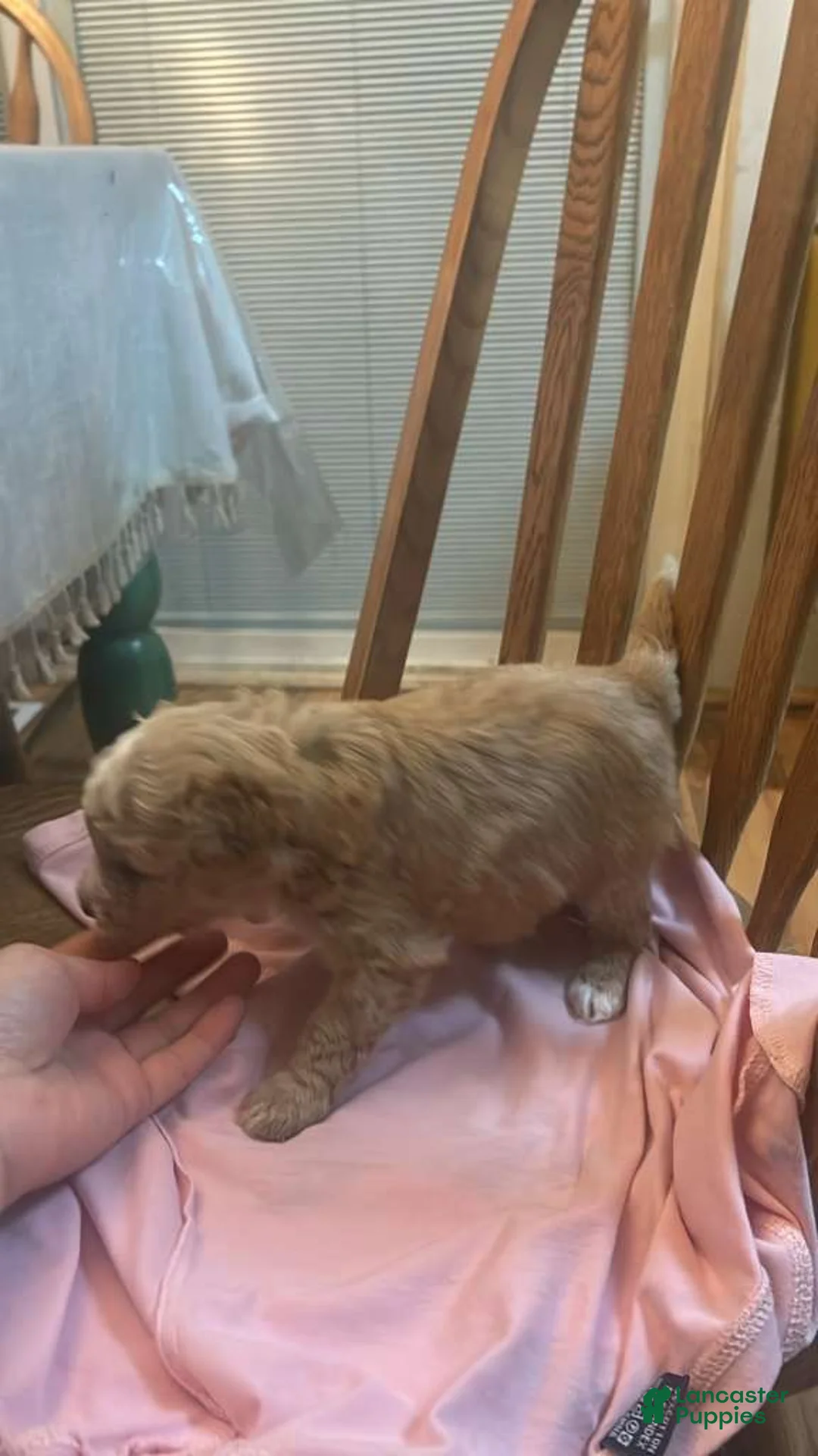 Shihpoo dogs for sale: Shihpoo Puppy 1 - Ad 4