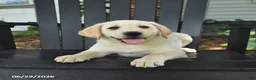 Labrador Retriever dogs for sale: Sage - Ad 4