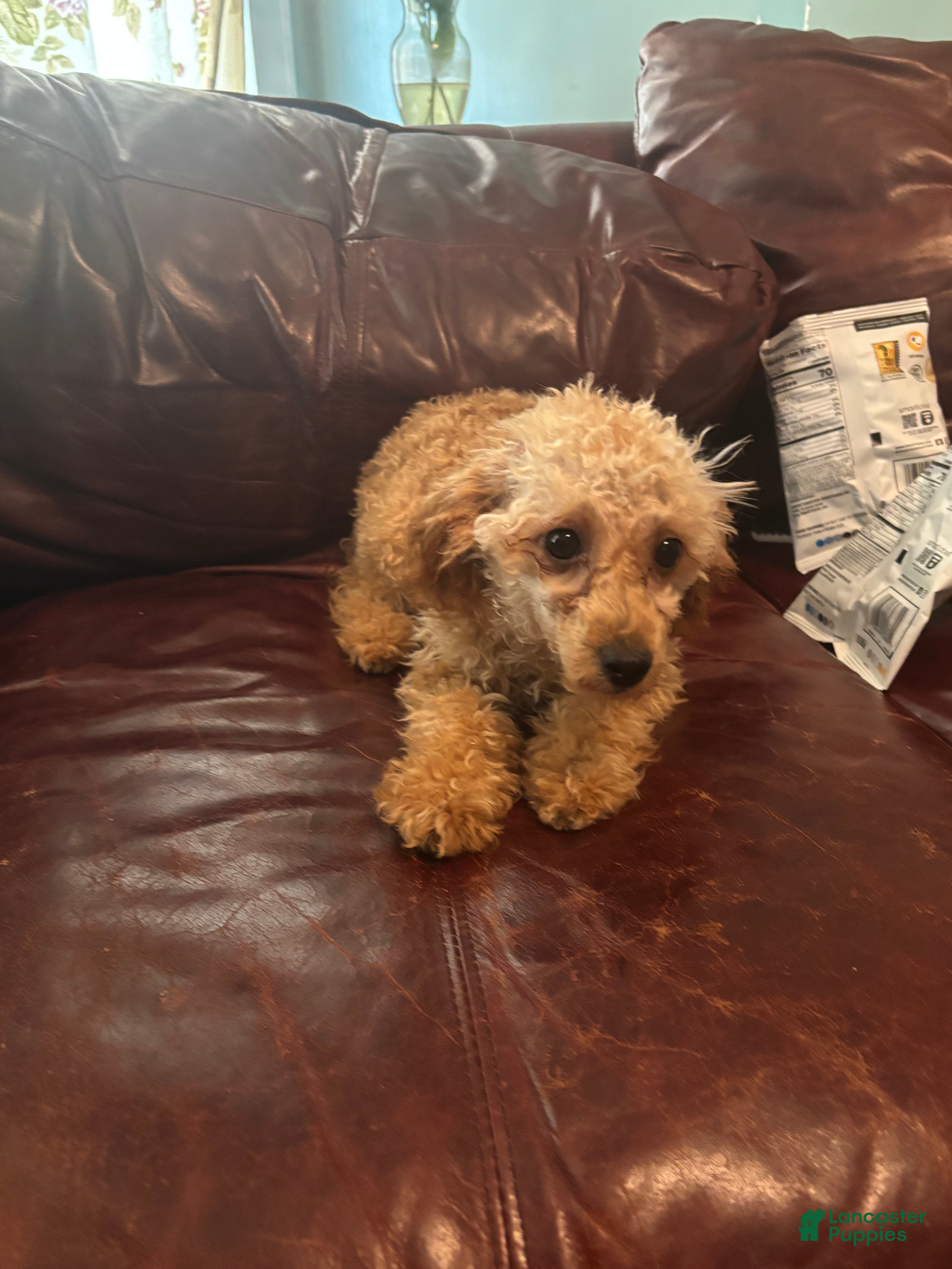 Toy Poodle dogs Nila - Ad 36