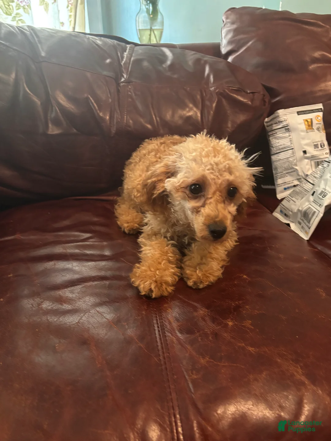 Toy Poodle dogs for sale: Nila - Ad 1