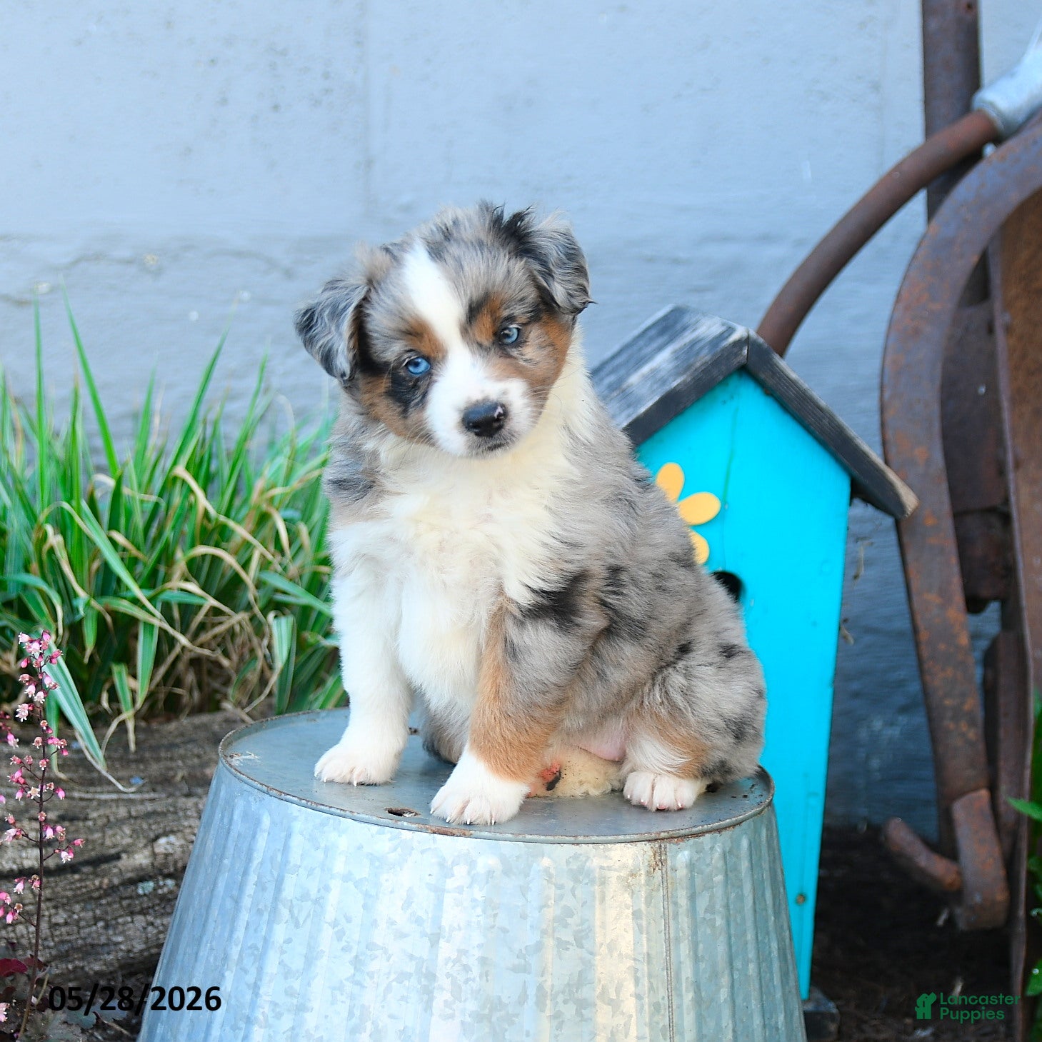 Miniature Australian Shepherd dogs Wendy - Ad 1
