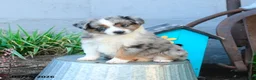 Miniature Australian Shepherd dogs for sale: Wendy - Ad 1