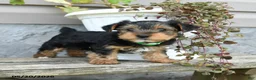 Yorkshire Terrier dogs for sale: Caramel - Ad 2