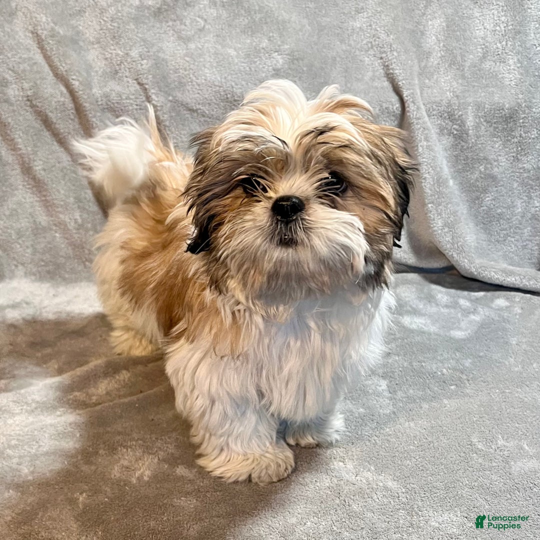 Shih Tzu dogs for sale: Major - Ad 3