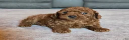 Miniature Poodle dogs for sale: Mini Lola - Ad 17