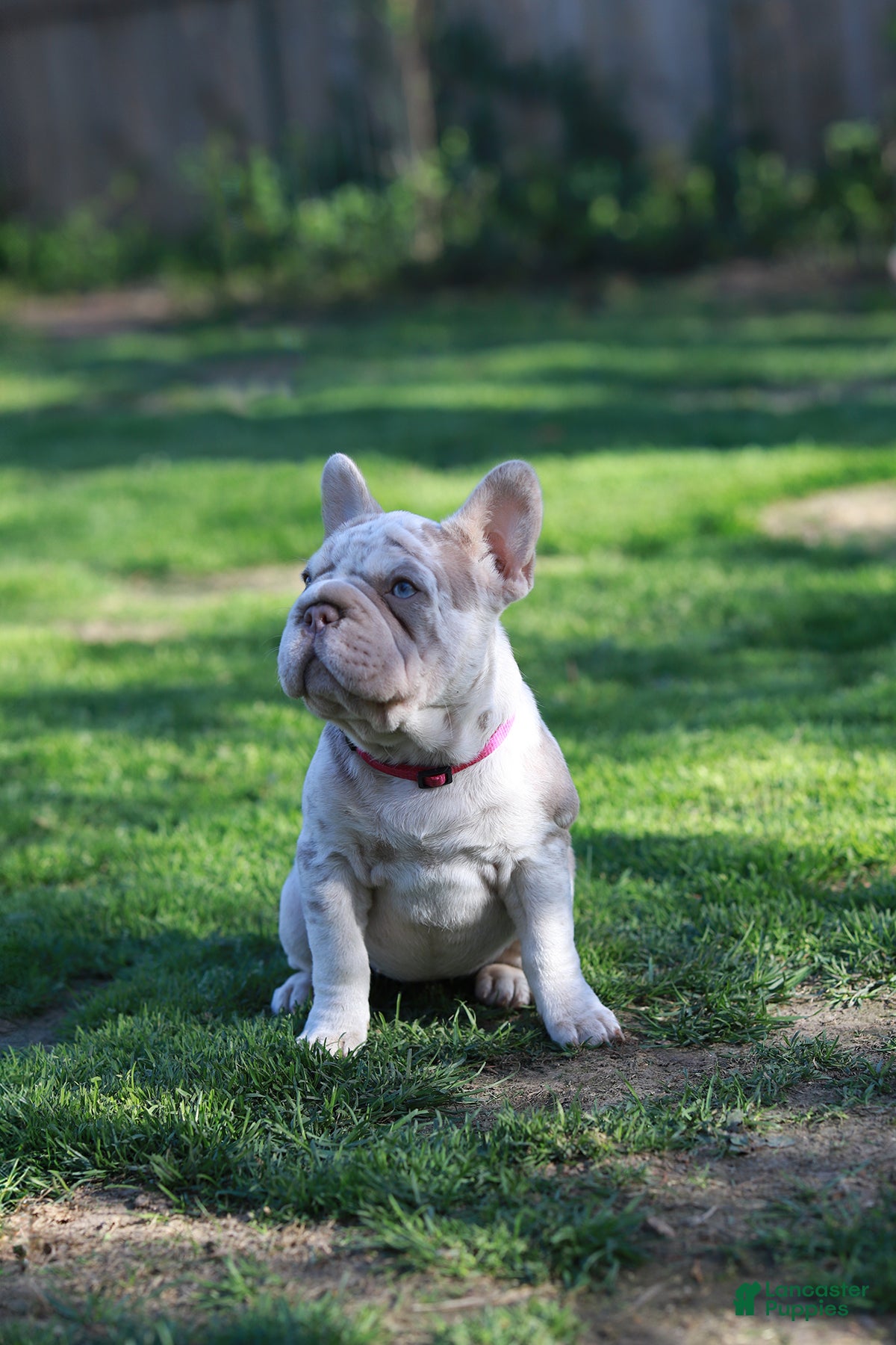 French Bulldog dogs RAMONA (big rope) - Ad 2