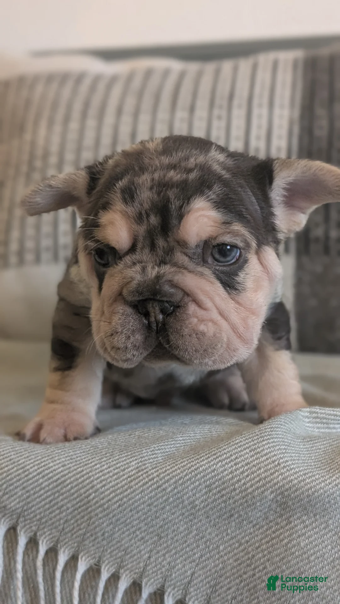 French Bulldog dogs for sale: Rocco - Ad 9