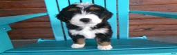 Mini Bernedoodle dogs for sale: Beauty - Ad 2