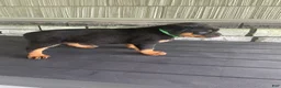 Rottweiler dogs for sale: Deasel  - Ad 9