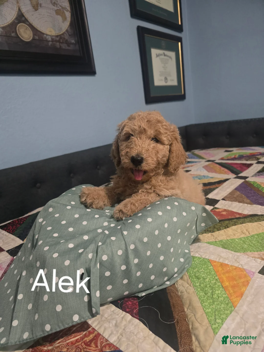 Goldendoodle dogs for sale: Aleks - Ad 1