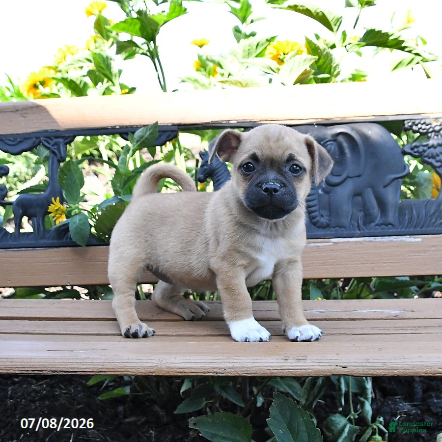 Jug dogs Callie - Ad 1
