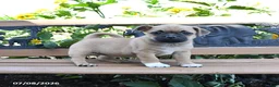 Jug dogs for sale: Callie - Ad 1