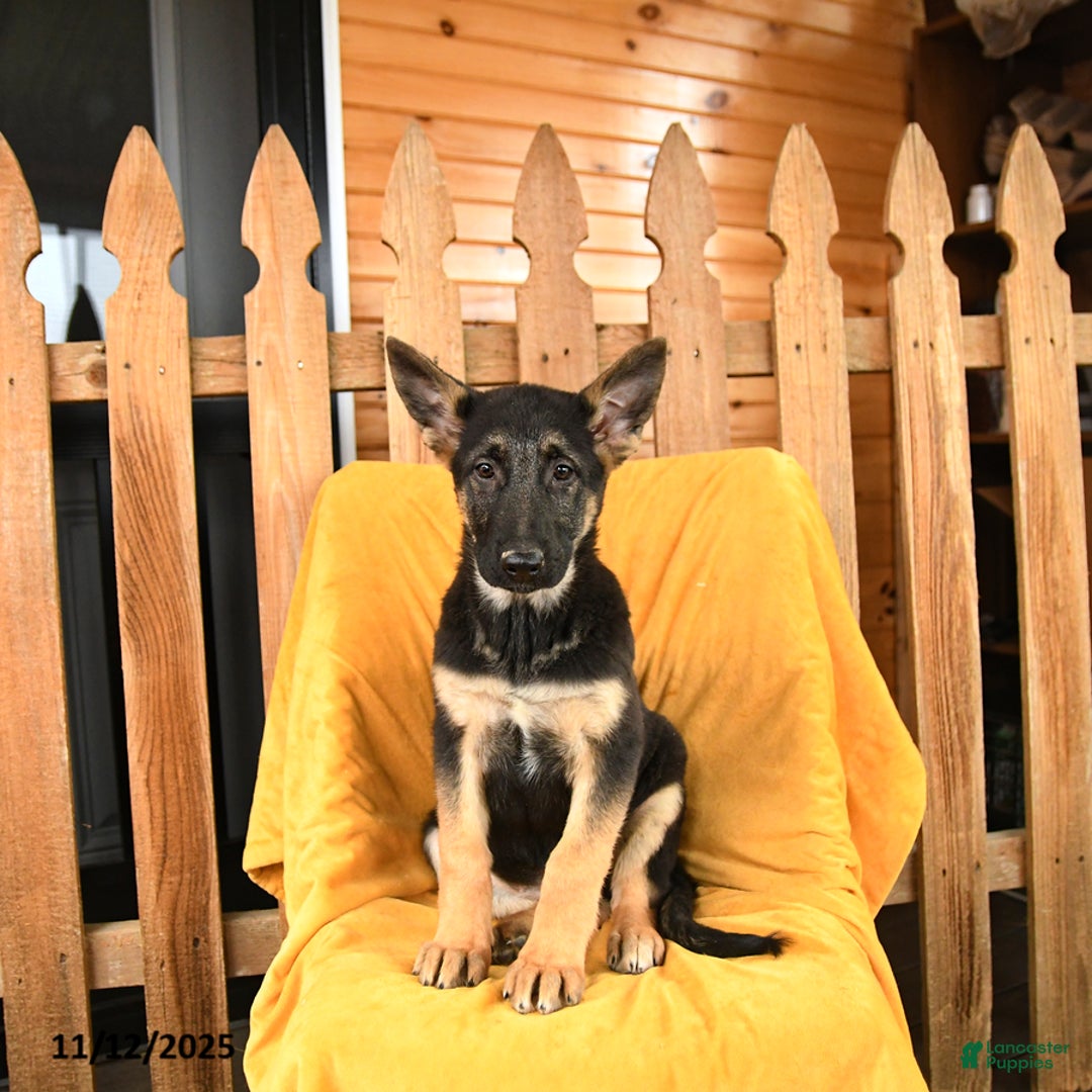German Shepherd dogs for sale: Royal - Ad 3