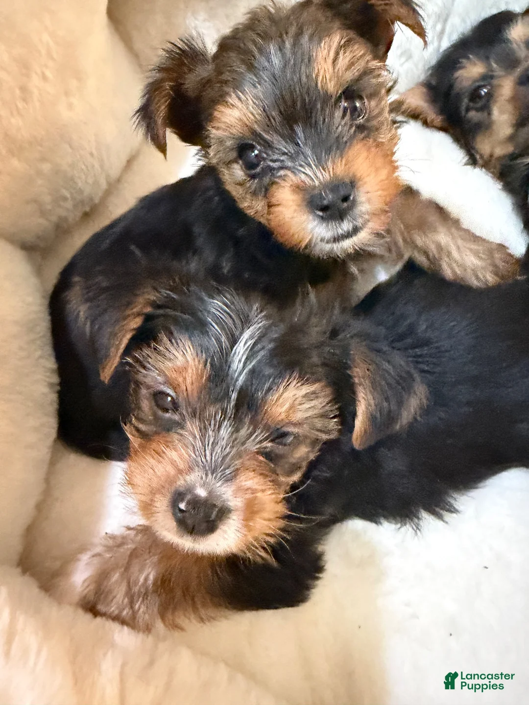 Yorkshire Terrier dogs for sale: Yorkshire Terrier 4 Boys  - Ad 12