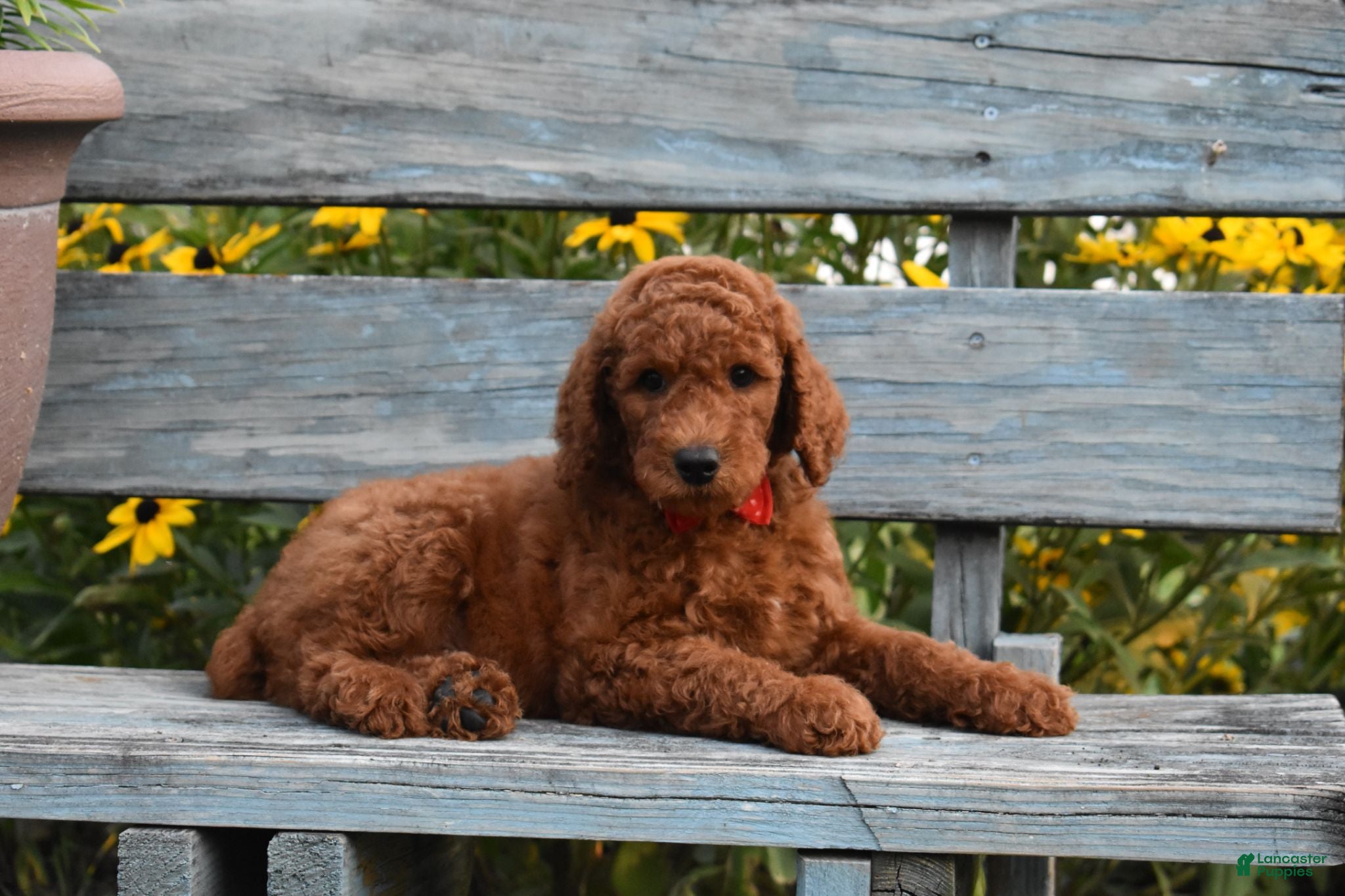 Standard Poodle dogs Rosa moyen - Ad 1