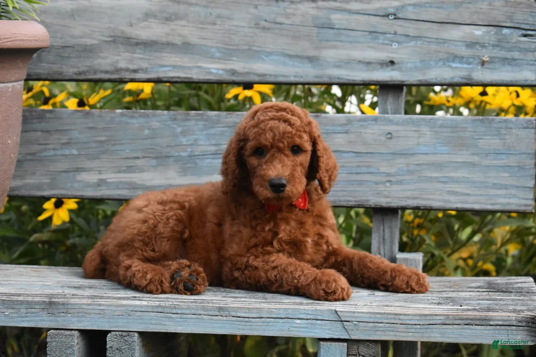 Standard Poodle dogs for sale: Rosa moyen - Ad 1