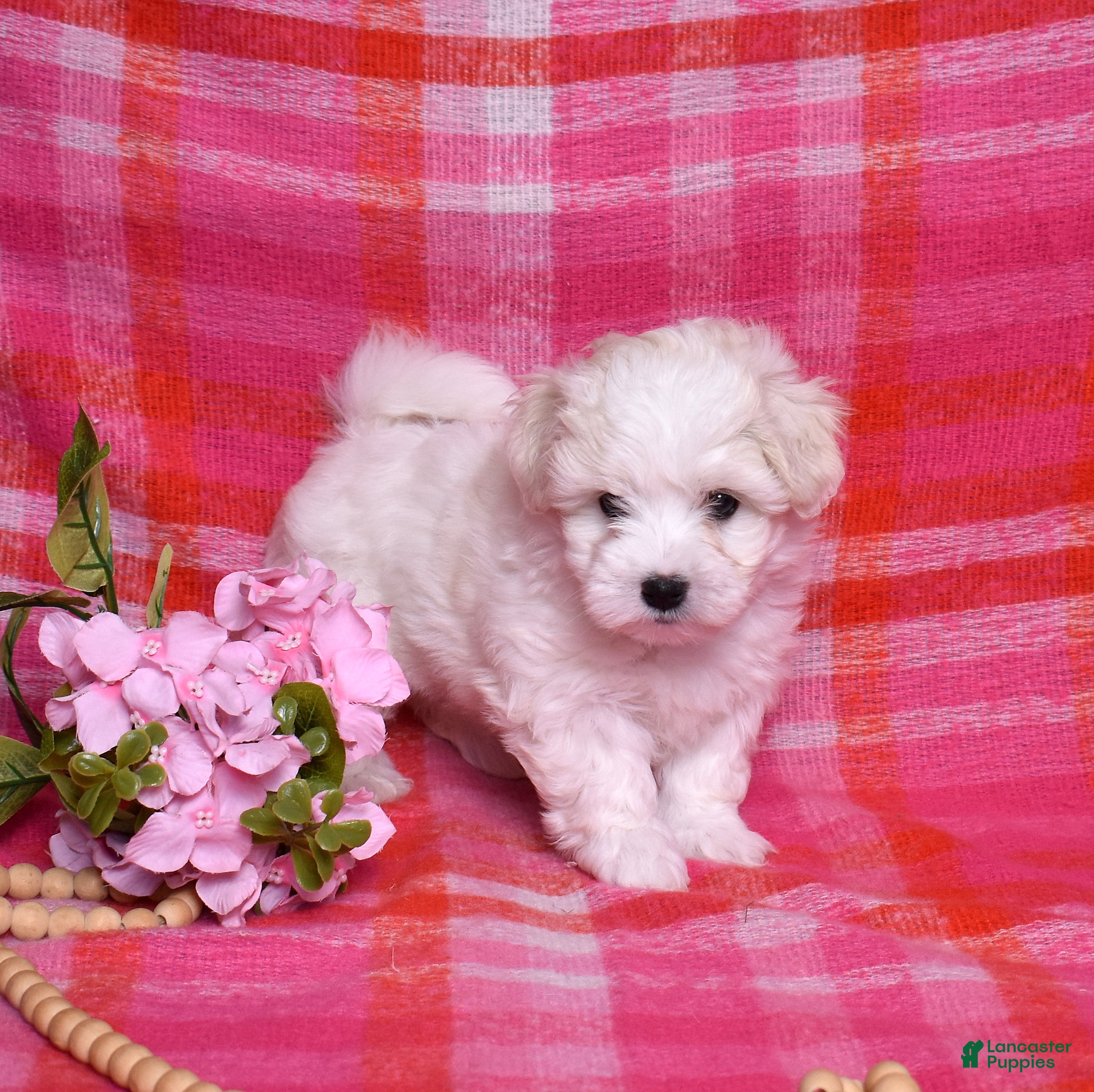 Coton De Tulear dogs Peppermint  - Ad 2