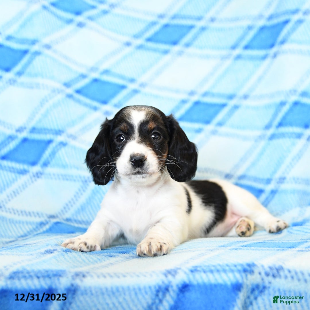 Miniature Dachshund dogs for sale: Snuffles - Ad 5